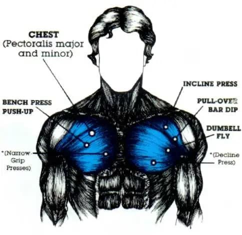 best chest workout for our body