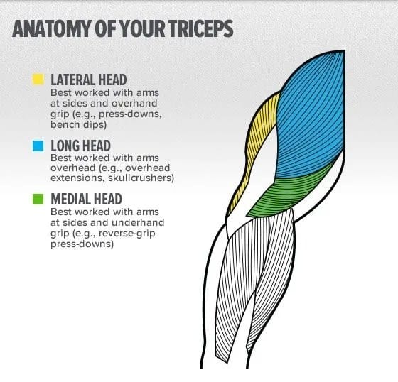 big triceps workout triceps anatomy

