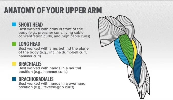 best workout for the biceps anatomy of bicep
