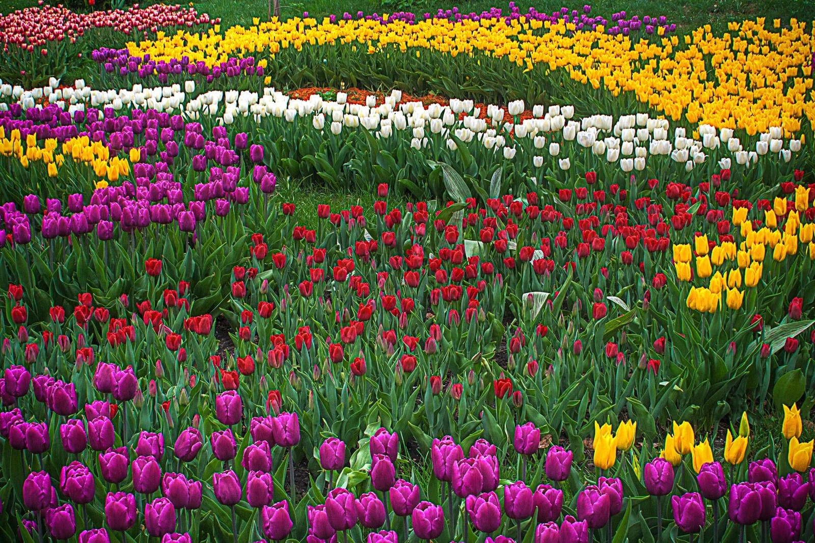 why kashmir is called heaven on earth ? tulip garden